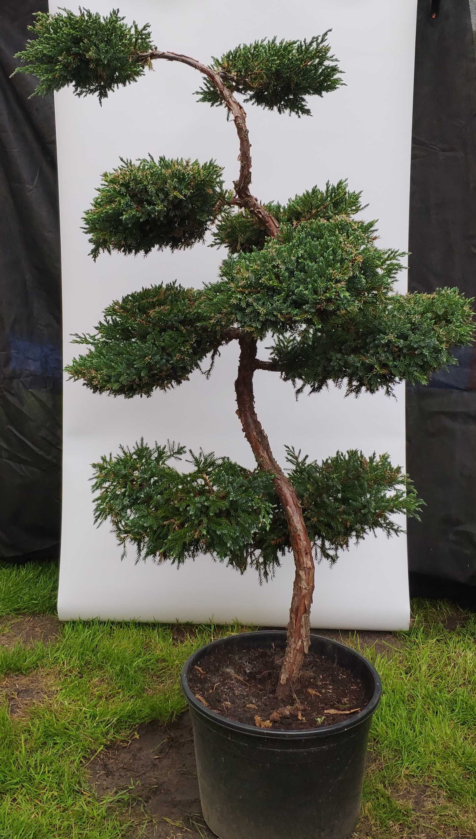 Bonsai Niwaki Jałowiec Blue Carpet,