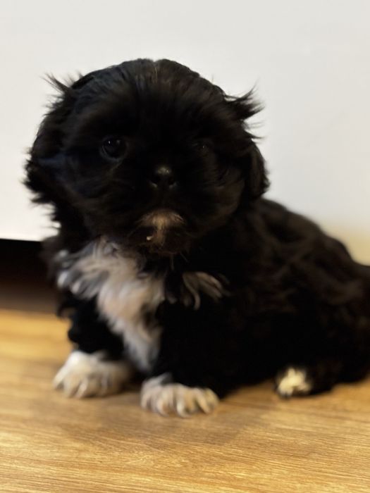 Piesek pekińczyk gotowy do odbioru