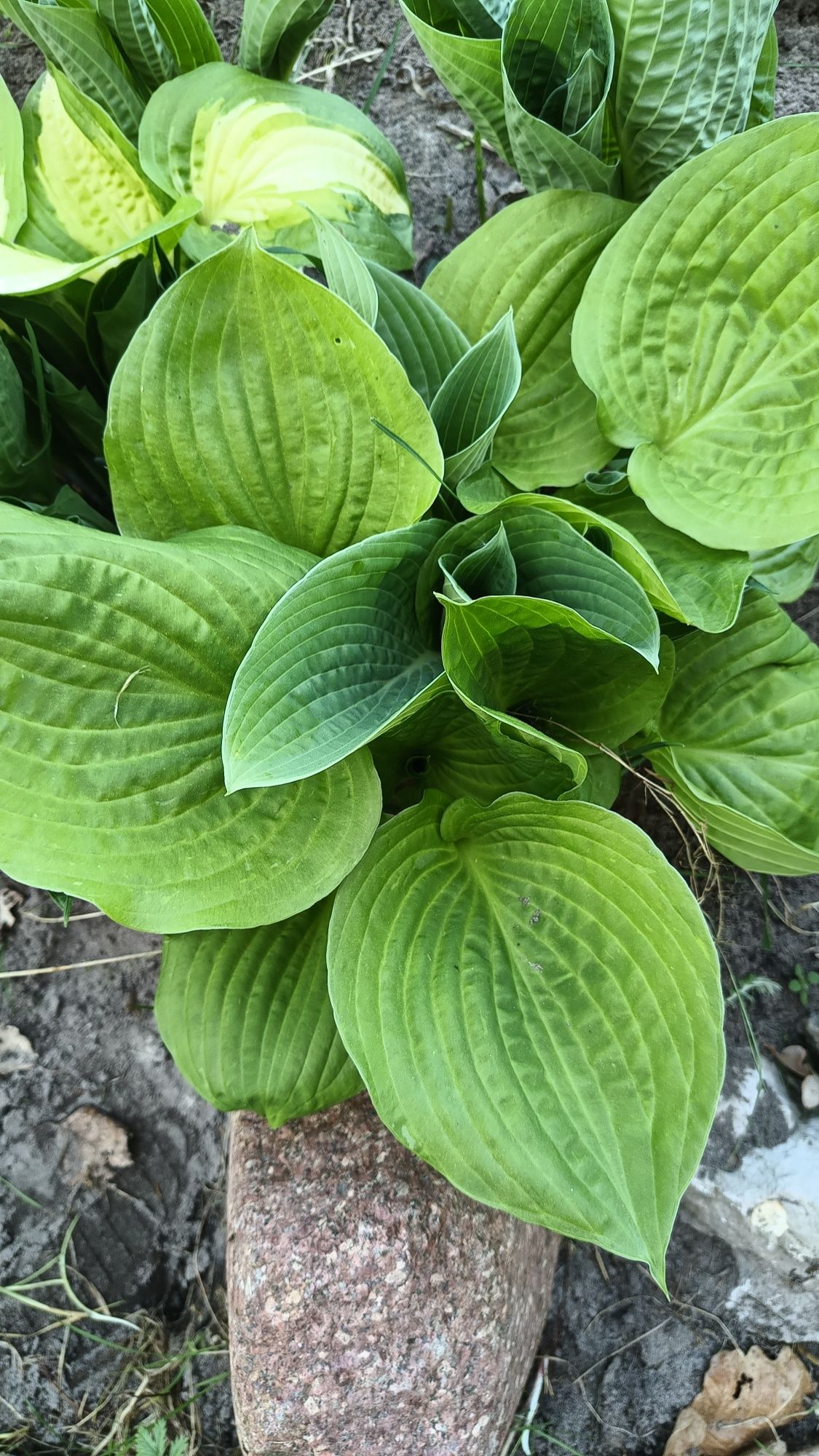 Hosta mix kolorów