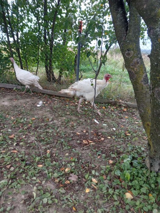 Продаються індики