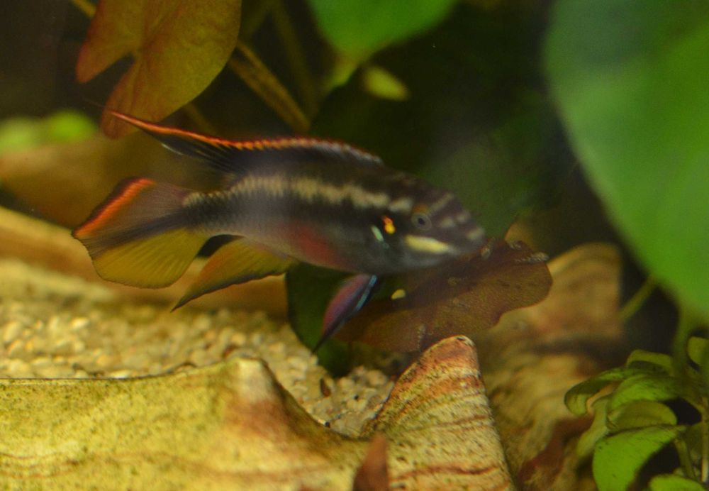 Barwniak czerwonobrzuchy młode i duże od 1,5cm -Pelvicachromis pulcher