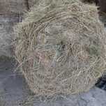 Sprzedam baloty.