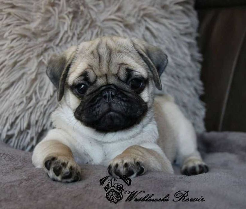 MOPS  ZKwP / FCI - dziewczynka