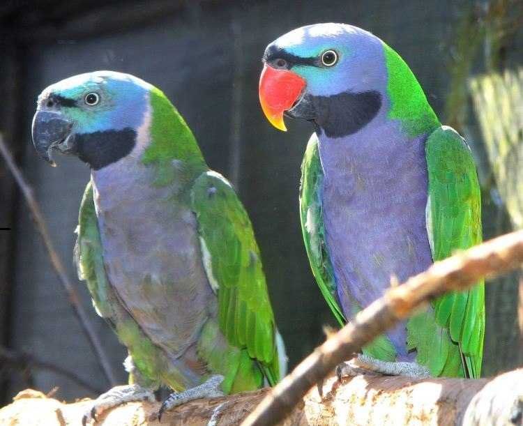 Александрийский попугай,птички,говорящие