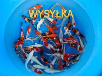 Karpie koi do oczka wodnego legalna Bezpieczna wysyłka 24/7
