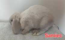 Króliki Mini-lop