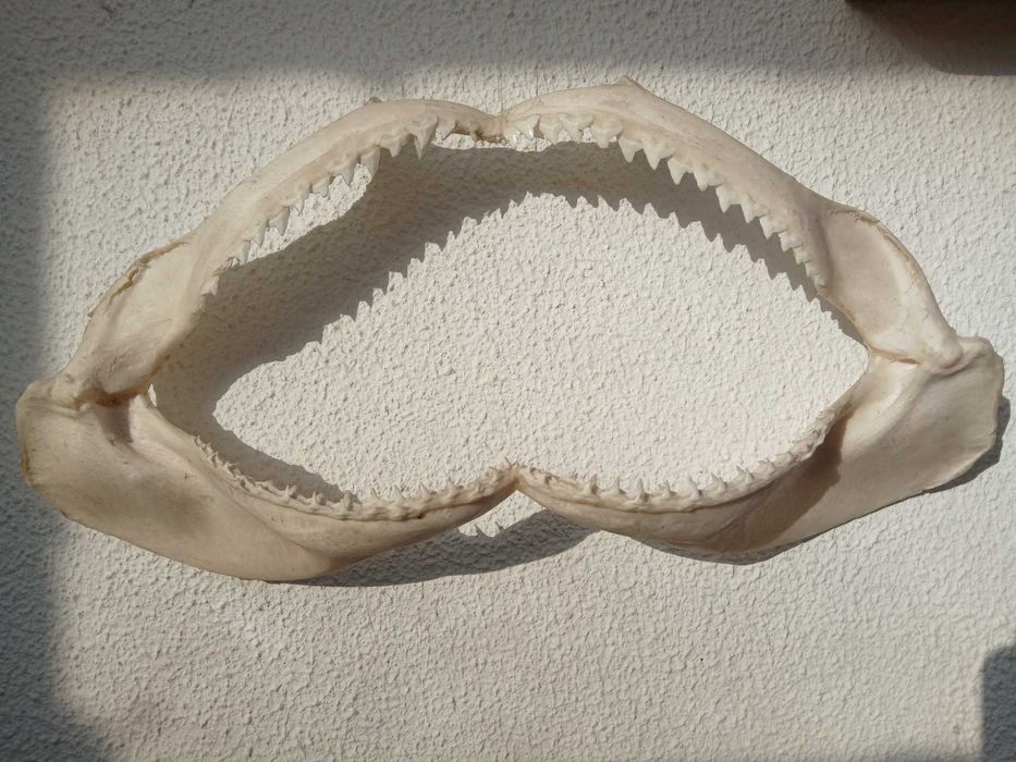 Mandibula de tubarão