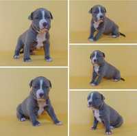 Suczka American staffordshire terrier