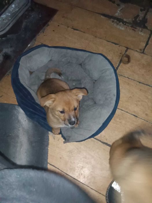 Oddam za darmo szczenięta