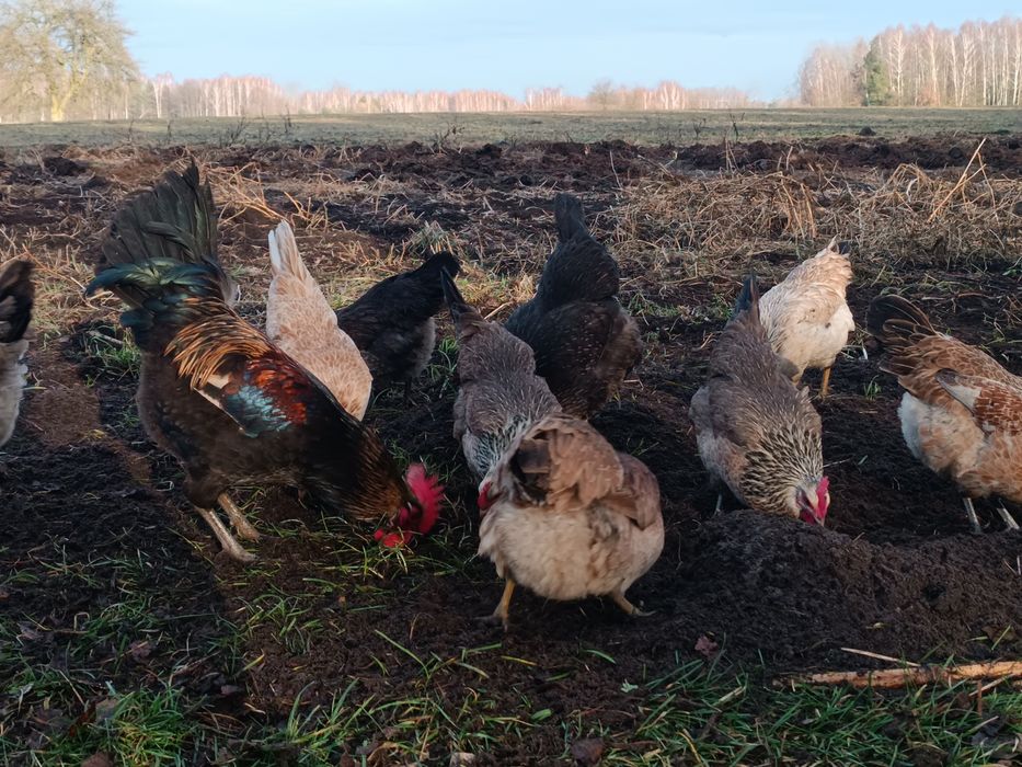 Jajka lęgowe, kury w typie zagrodowym, zagrodówki