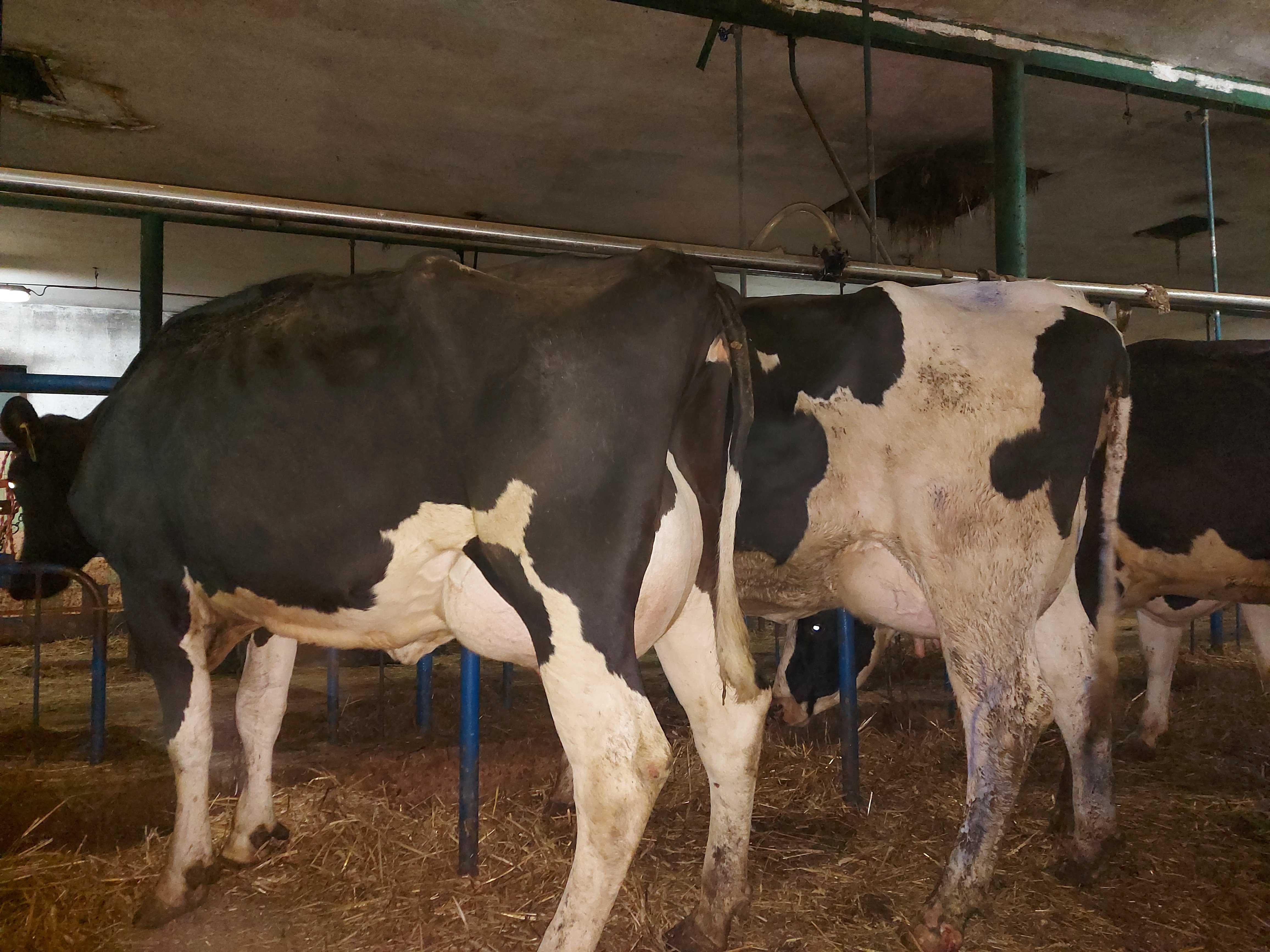 Krowy mleczne hf simental mleczny