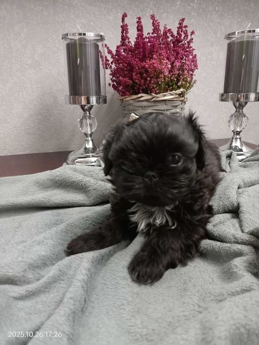 Rezerwacja Shih Tzu piesek Nodi rodowód