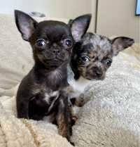 Chihuahua miniaturki suczki i pieski czarne, liliowe, merle