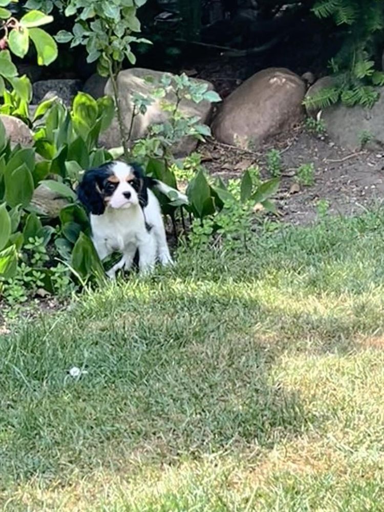 Cavalier King Charles Spaniel ZKwP FCI