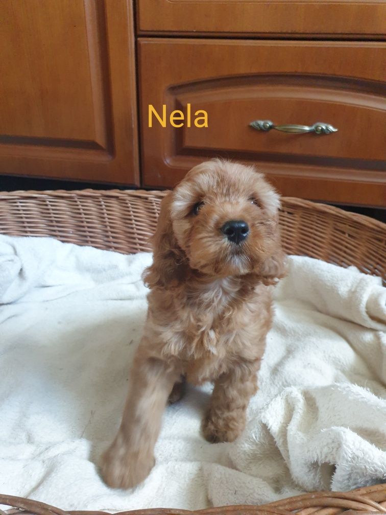 Cockapoo. Dziewczynka Nela. Cocker spaniel Angielski/ Pudel miniaturow