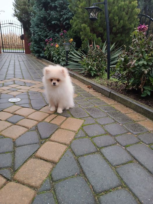 Szczeniak Szpic Pomeranian miniaturowych (chłopak)