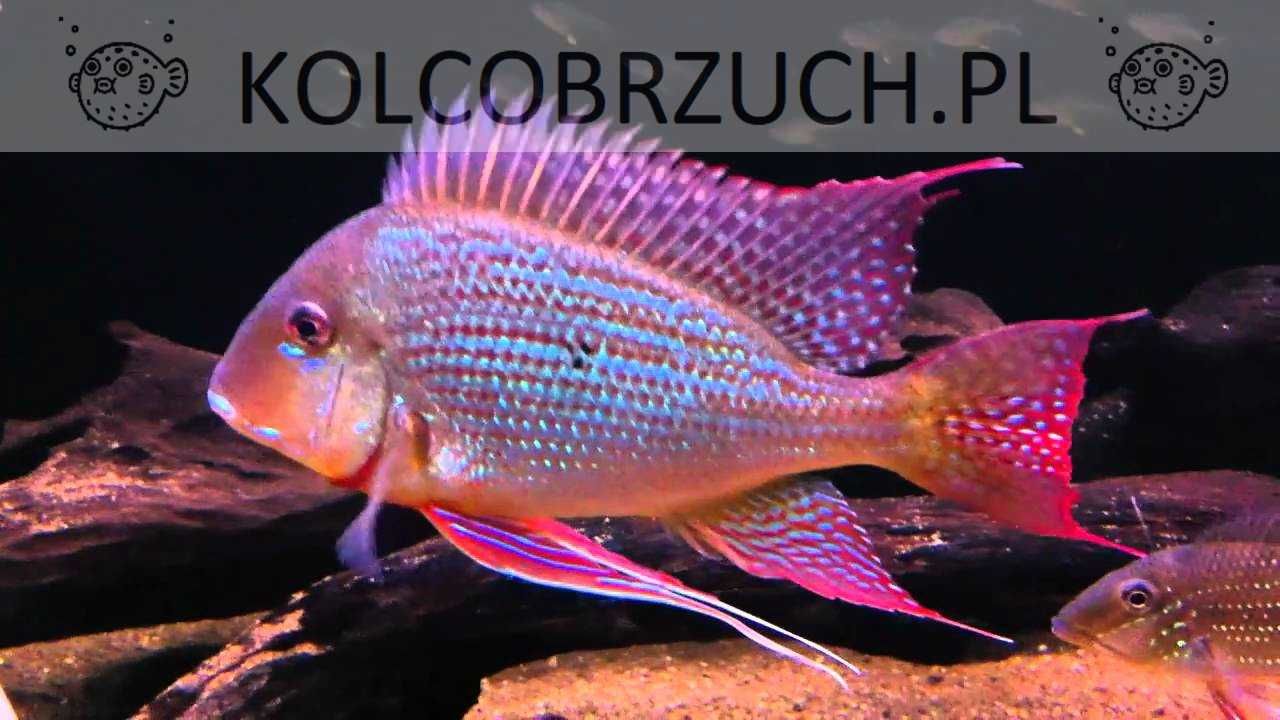 Ziemiojad surinamski - Geophagus surinamensis - dowóz, wysyłka