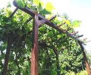 Pergola dla winogron drewniana Wood-system