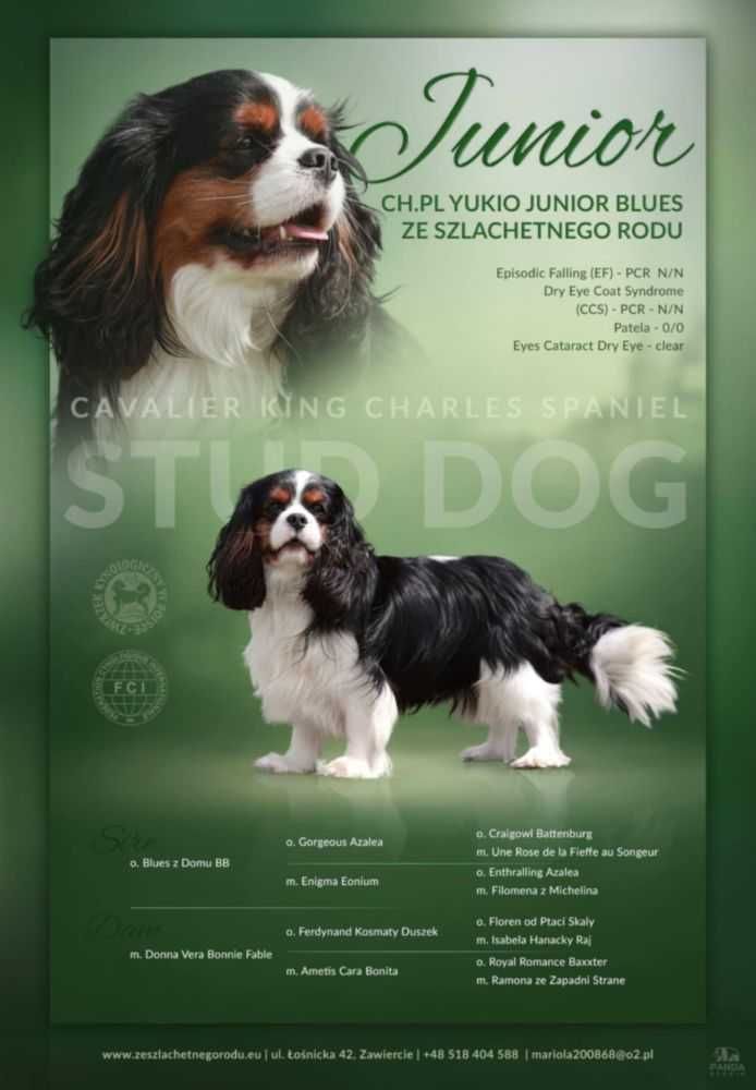 Piesek ZKwP gotowy do odbioru Cavalier King Charles Spaniel FCI