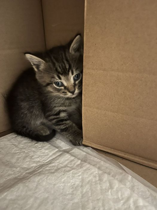 Котики безкоштовно