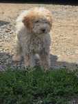 Lagotto romagnolo