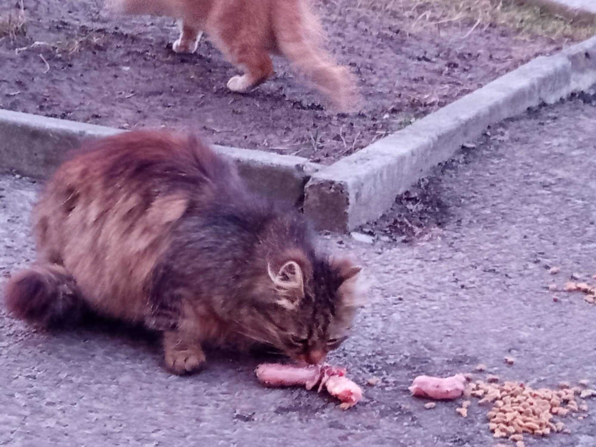 TIRANA drobna puchata kotka w typie rasy żyje na ulicy, pilnie dom