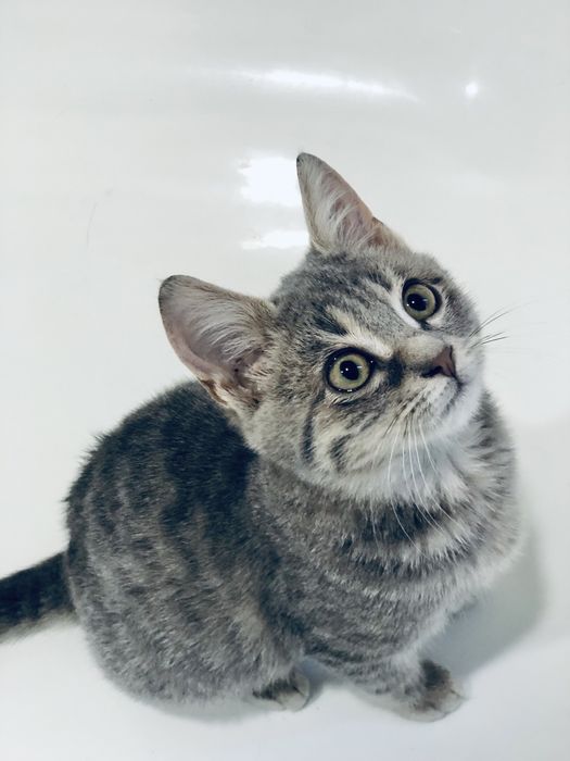 Котик безкоштовно