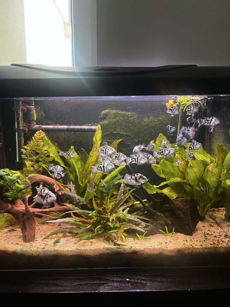 Akwarium 80L KOMPLETNE