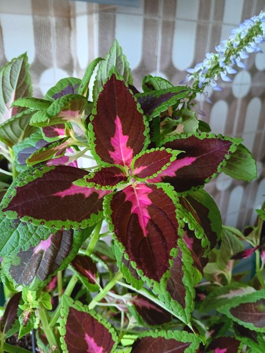 Plantas de interior  e exterior