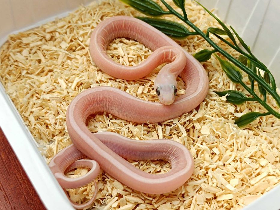 Wąż zbożowy / Ultramel Anery Motley "Pinstripe" Scaleless / Bezłuski