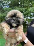 Shih tzu Piękny Piesek