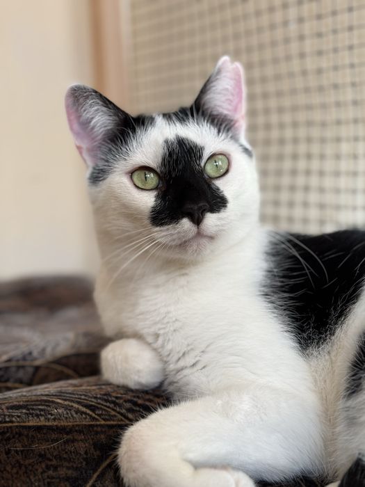 Monte - czy znajdziemy mu dom?