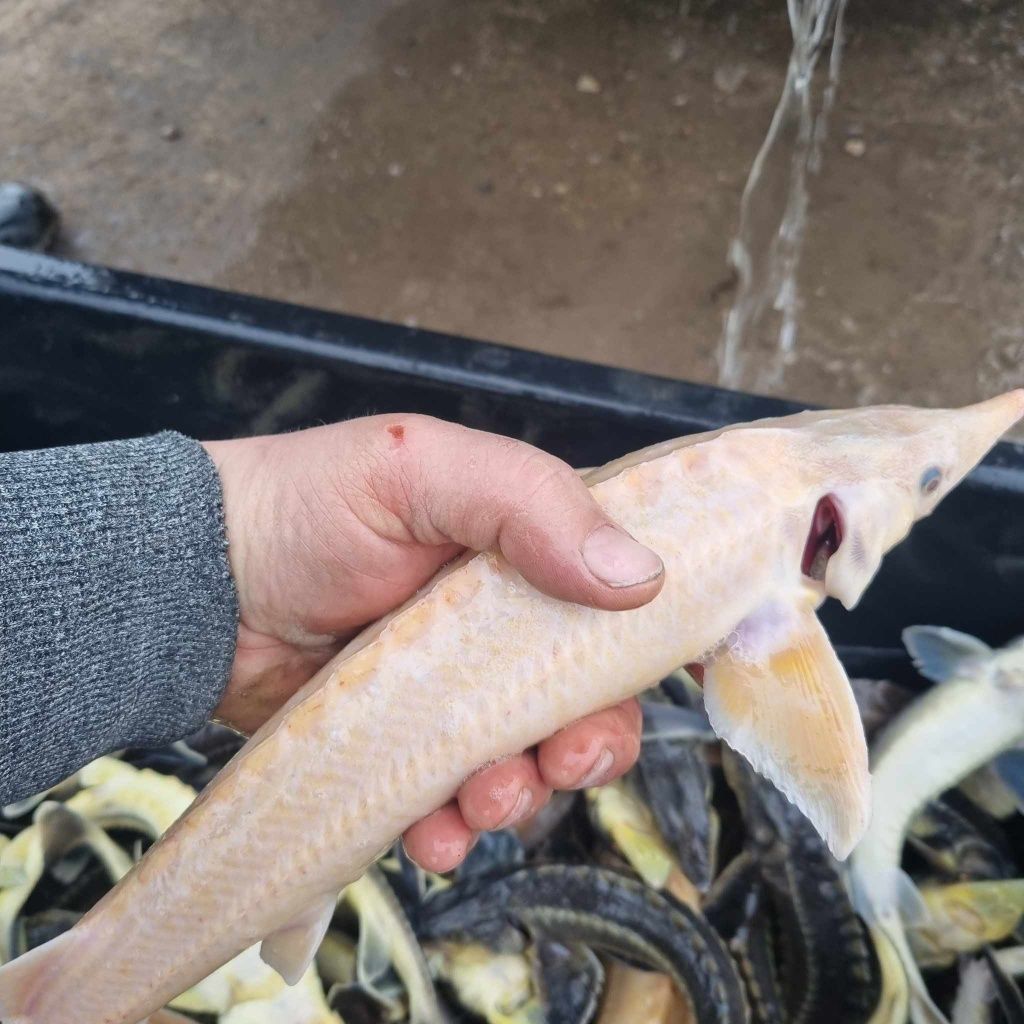 Narybek i kroczek 12 zł