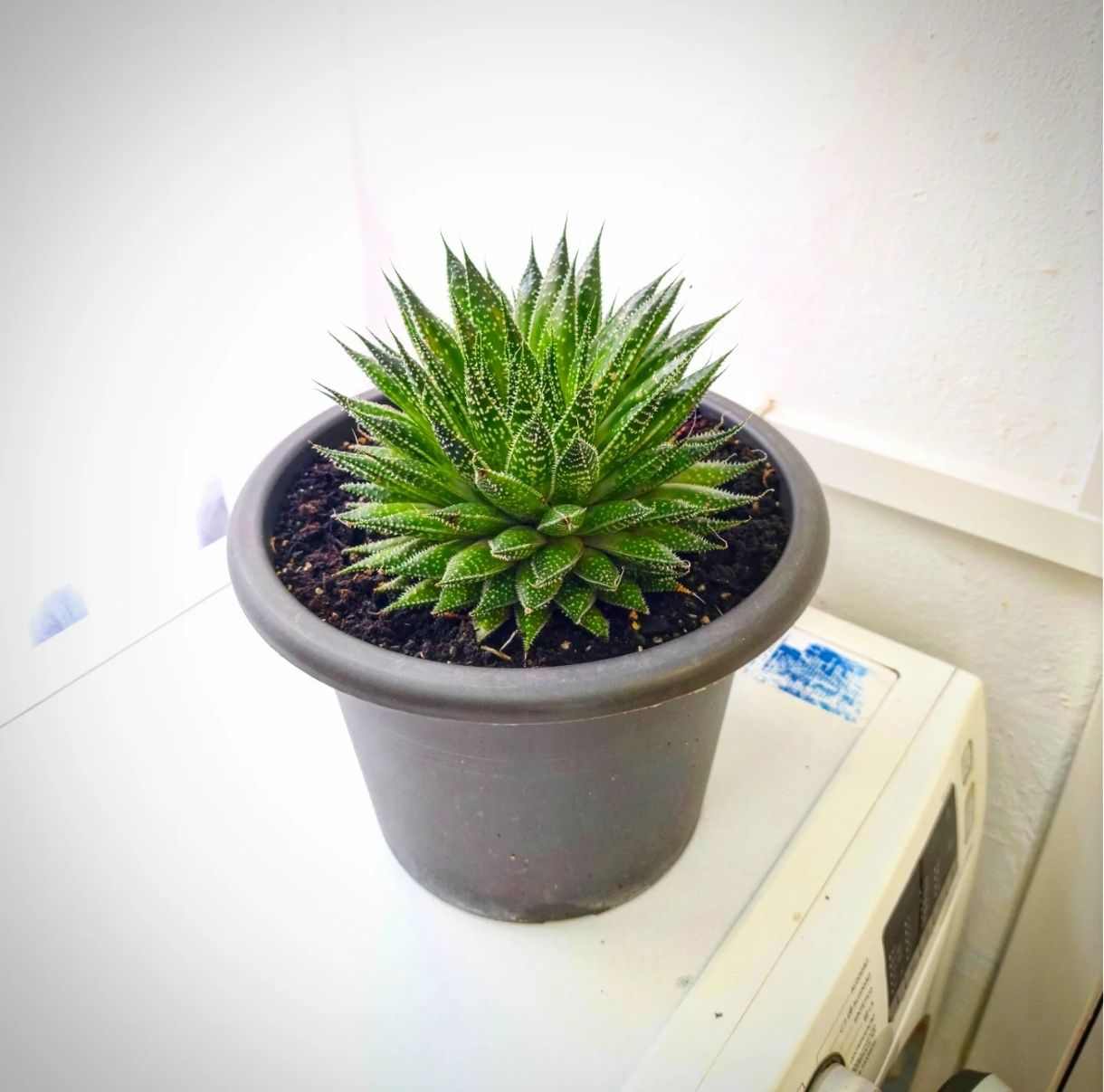 Suculenta, plantas, jardim, natureza, decoração