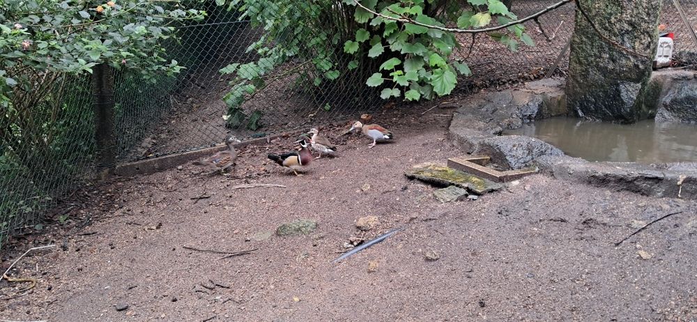 Casais cayugas 2025,  mandarim e carolinos