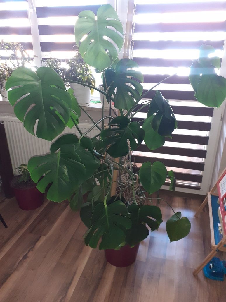 Kwiat monstera duża zdrowa piękna