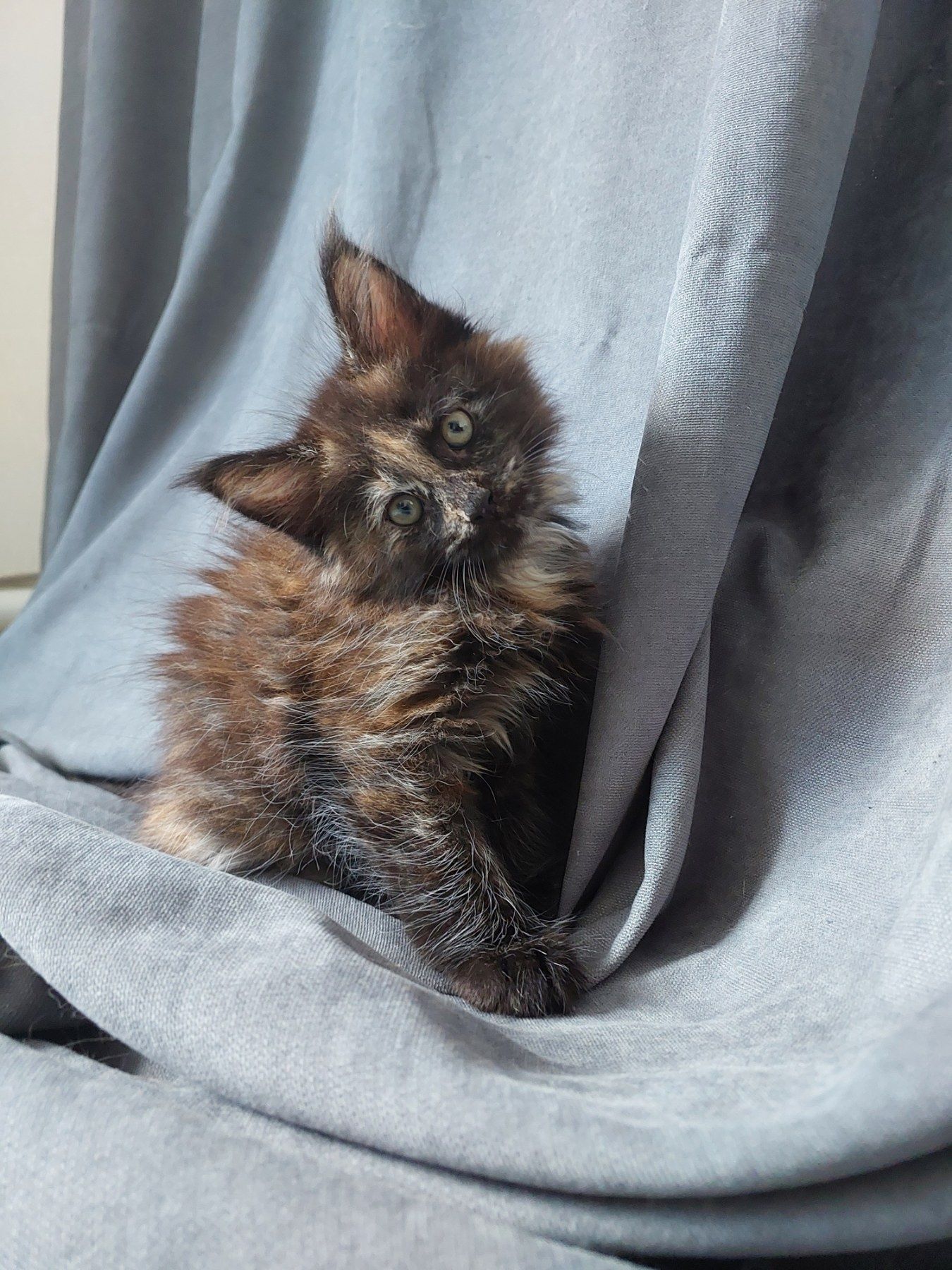 Купити котика не дорого