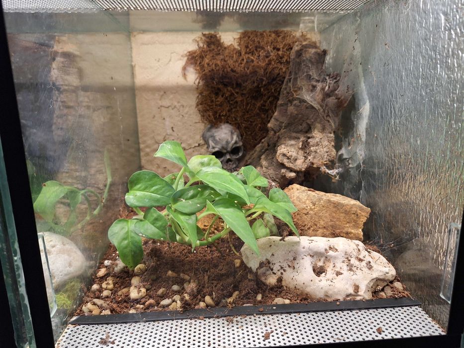 Terrarium szklane dla pająków, gadów / podana cena za 1szt