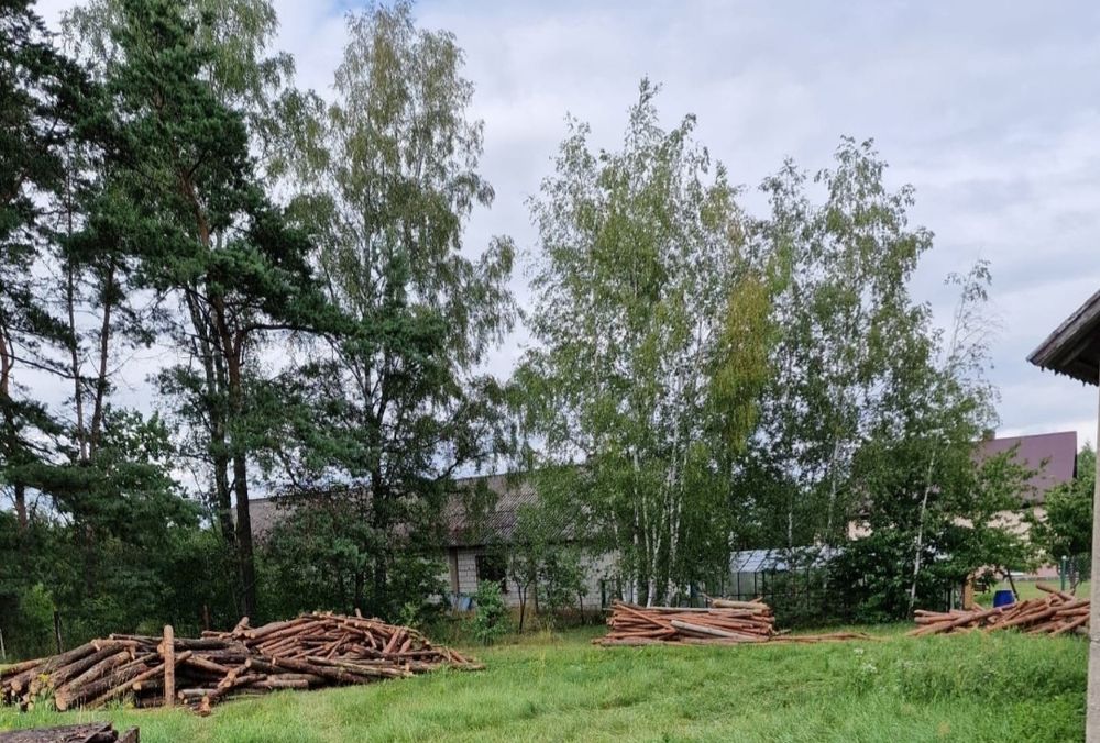 Drzewo lisciaste na opal.