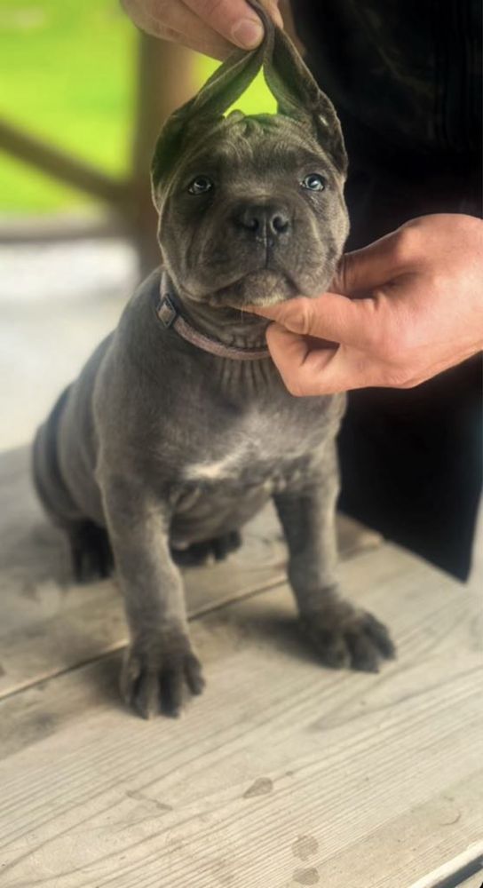 Szczeniak cane corso italiano