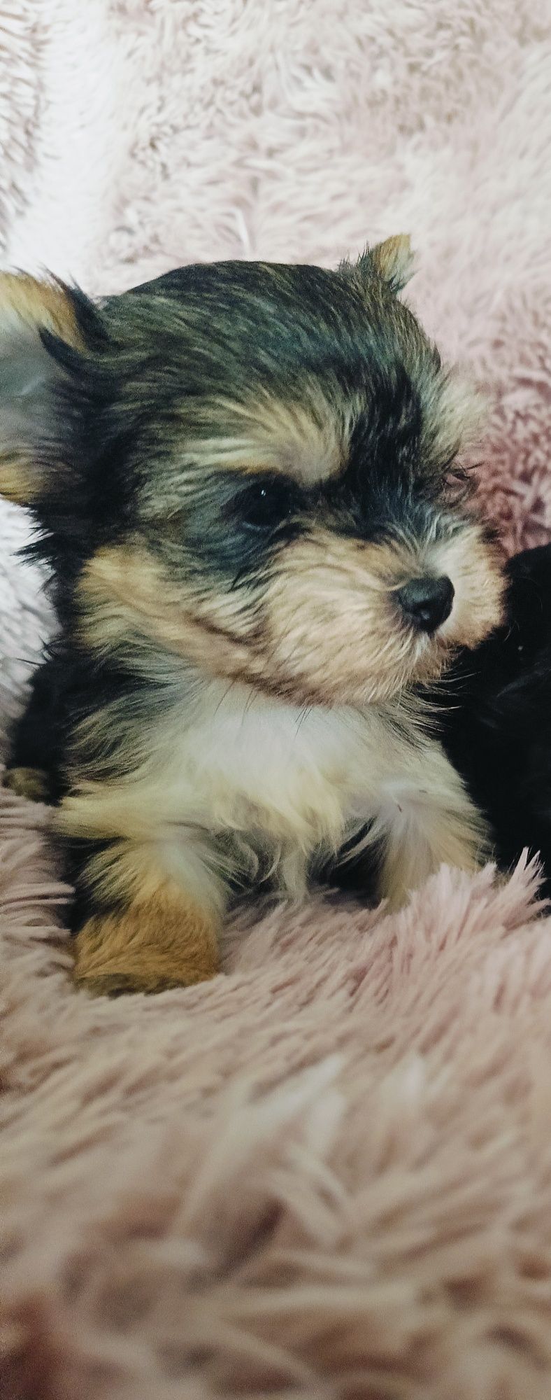 Yorkshire terrier sunia z certyfikatem weterynaryjnym