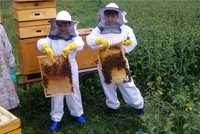 rodziny pszczele odkłady pszczoły z ulami na ramce dadant war posz