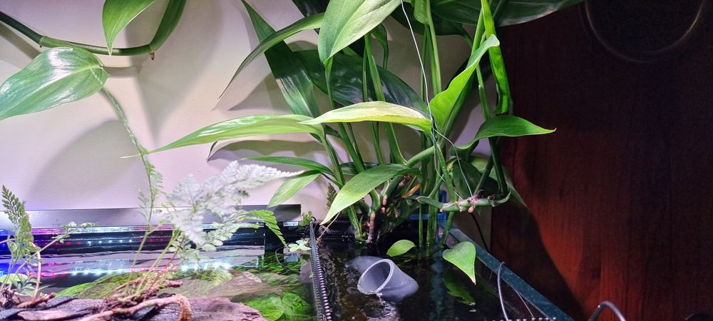 Philodendron sp New Guinea
