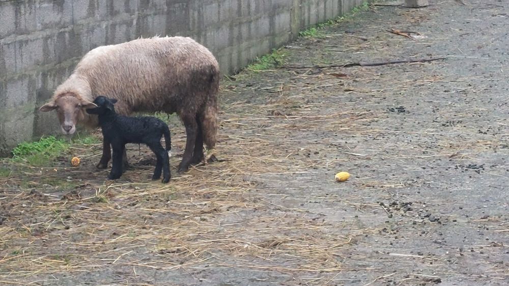 Vende se com filhote