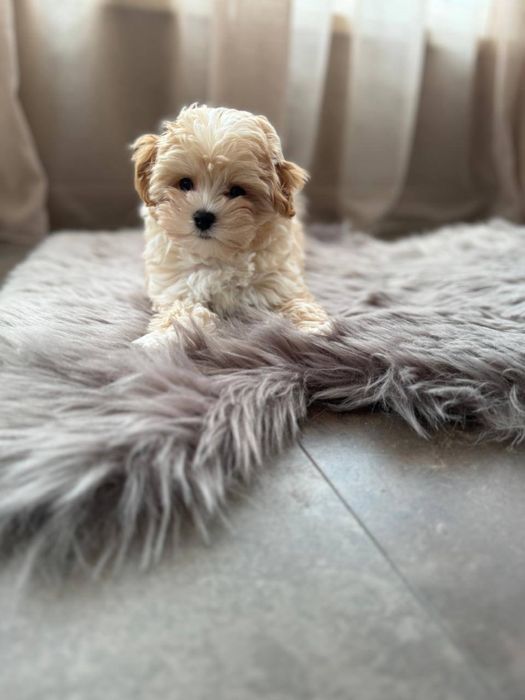 Мальтіпу мікро міні стандарт