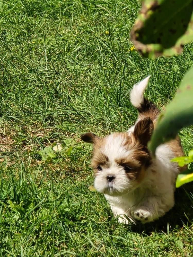 Śliczna suczka shih tzu