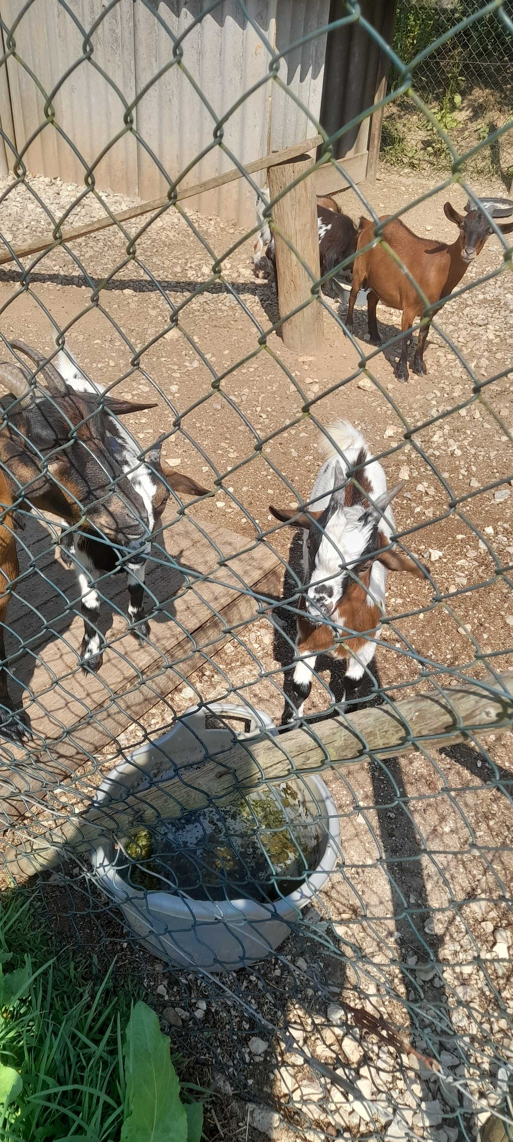 Vendo cabritos novinhos de raça ana