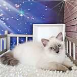 Ragdoll EMILIAN 16 tyg. międzynarodowy rodowód FPL, gotowy do odbioru