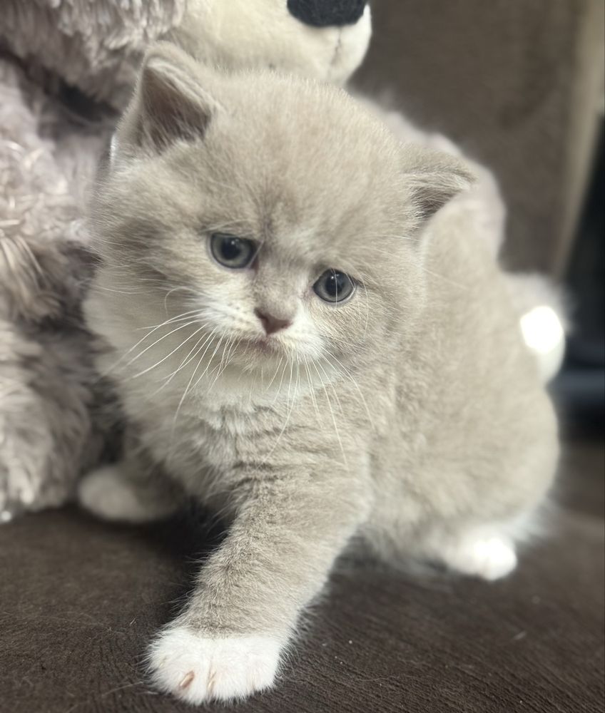 Kocur Brytyjski Liliowy Bicolor Kot Kotek