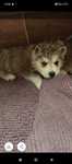 Piesek husky suczka